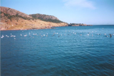 485: Outside Red Island harbour. "The gulls waiting for a fishing boat". (circa 2000) [courtesy of Madonna (Bishop) Mulrooney]